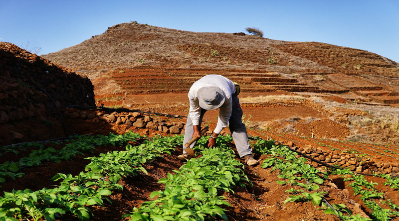 Porto Novo: Estado disponibilizou 61 hectares de terrenos para agricultura desde 2016