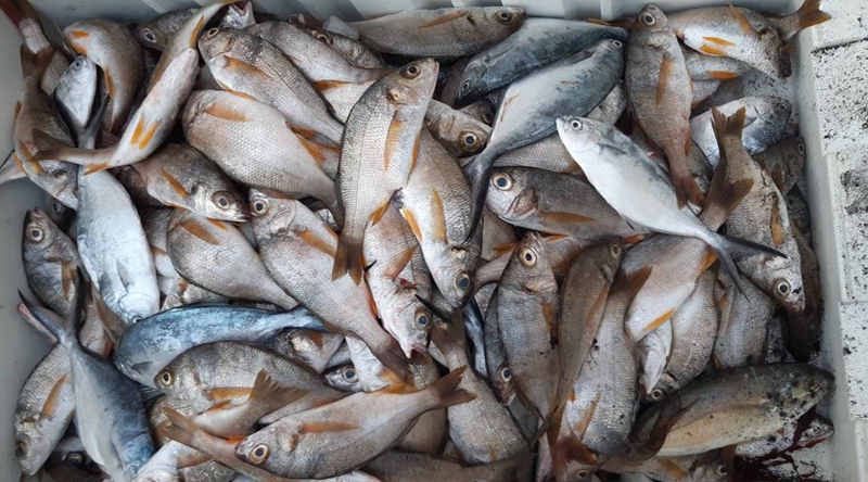 Porto Novo alberga polo de tratamento e processamento do pescado para abastecer cantinas escolares – associação