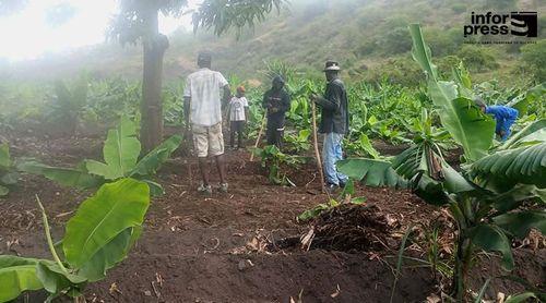 Santa Cruz: Agricultores de Ribeirão Almaço começam a receber apoio governamental após chuvas de Novembro
