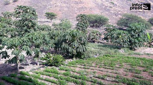 Porto Novo: Agricultores na Ribeira Fria clamam pela melhoria da estrada para facilitar escoamento dos produtos