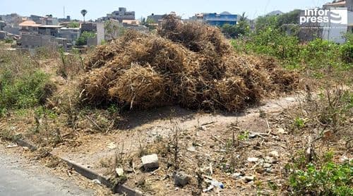 Santiago Norte: Agricultores admitem reduzir áreas de cultivo devido à escassez de mão-de-obra e incerteza das chuvas