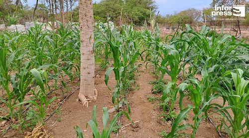 Independência/50 Anos: Agricultores lamentam “falta de investimentos na agricultura e retrocesso” na produção