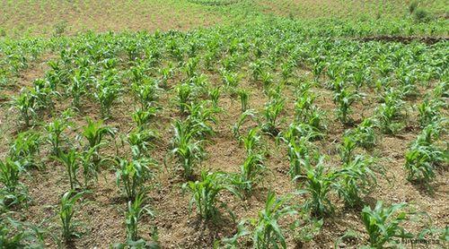 Brava: Agricultores apontam fraca produção de verduras devido à escassez de água (c/áudio)