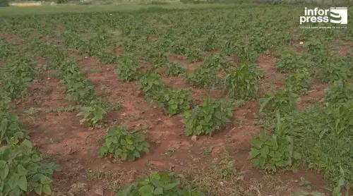 Maio: Agricultores aguardam mais chuva para garantir ano agrícola