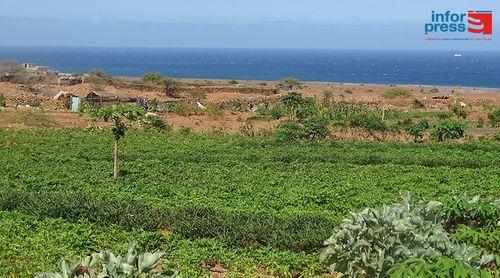 Porto Novo/Casa de Meio: Jovens agricultores conseguem "boas colheitas" apesar da escassez de água