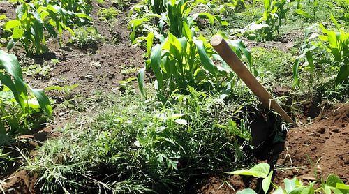 Santo Antão/Planalto Leste: Agricultores regozijam-se com actuação do MAA no combate à praga dos gafanhotos 