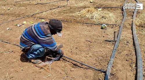 Santa Cruz: Entre a água e a paixão pela terra, agricultor mantém produção com rega gota-a-gota