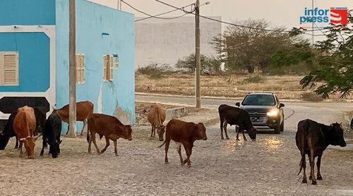 Maio: Munícipes reclamam de animais à solta nas ruas do Porto Inglês e pedem intervenção da câmara