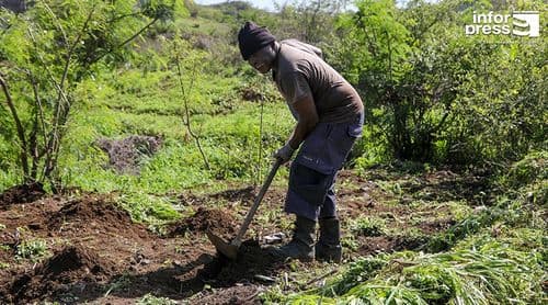 São Domingos: Precipitações recentes renovam esperança dos agricultores e garantem pasto para o gado