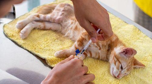 Boa Vista: Associação Nerina arranca campanha gratuita de castração de gatos e prevê alcançar 350 felinos