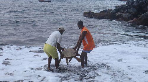 Santo Antão: Terrimar mobiliza voluntários para integrar temporada de conservação das tartarugas marinhas em 2025