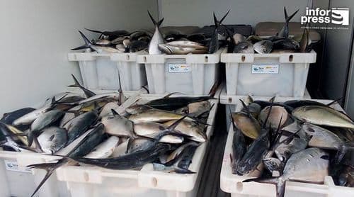 Porto Novo: Associação dos pescadores faz doação de uma tonelada de pescado a várias comunidades
