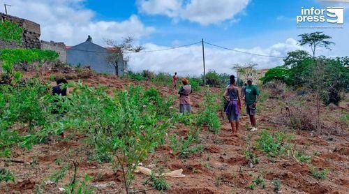 Chuvas animam agricultores em Santiago Norte e unem famílias e comunidades na sementeira