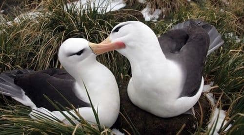 Estudo detecta microplásticos e químicos em aves marinhas subantárticas