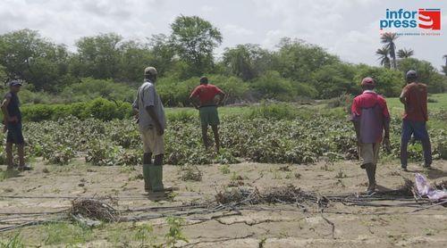 Boa Vista: Perdas provocadas pelas fortes chuvas deixam agricultores da Zona Norte em situação crítica