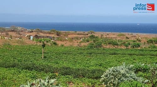 Porto Novo/Casa de Meio: Agricultores preocupados com a praga do tomateiro