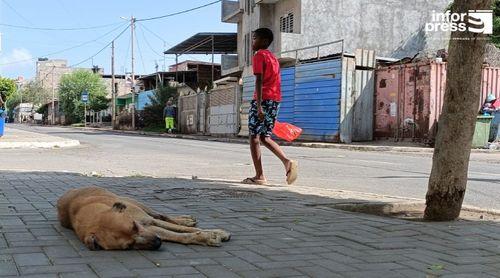 Presidente da Câmara da Praia anuncia espaço para acolher animais que deambulam na cidade