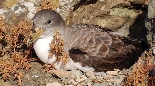 Brava: Associação Vitó promove campanha de conservação de aves Cagarras