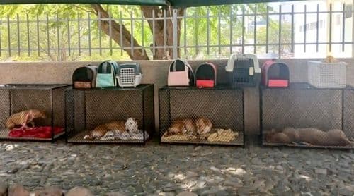 Bons Amigos alertam para envenenamento acidental de cães e gatos causado por venenos usados para combater ratos (c/áudio)