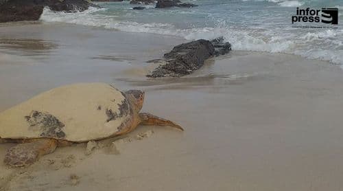 São Vicente: Ponta d’Pom registers 49 sea turtle nests on Praia Grande and Lazareto beaches.