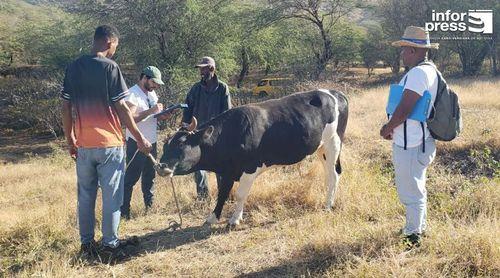 Brava: Campanha veterinária avalia 65 produtores e recolhe amostras em 230 animais (c/áudio)