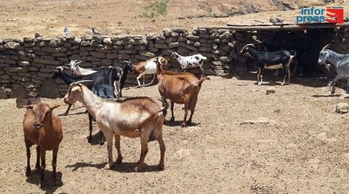 Porto Novo/Planalto Norte: Escassez de ração no mercado continua a preocupar cos criadores de gado - responsável