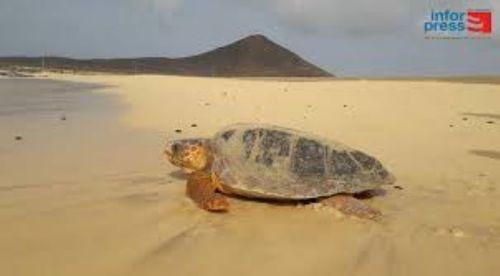 Cabo Verde, avec 186 000 nids de tortues marines, renforce la conservation avec des drones et des volontaires