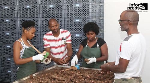 Porto Novo/Tarrafal de Monte Trigo: Agricultores voltam a pedir operacionalização do entreposto agrícola 