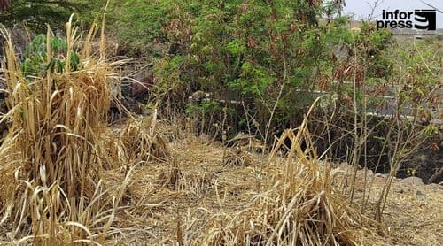 São Nicolau: Agricultores de Algodoeiro denunciam agravamento da escassez de água e temem abandono da actividade 