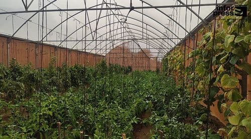 Governo comparticipa em 75% custo de estufas agrícolas através de programa de 90 mil contos