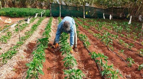 Porto Novo: Experiência de agroecologia desenvolvida em Casa de Meio em destaque na revista Rooted