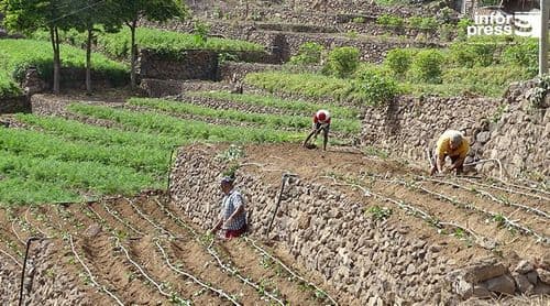 Porto Novo: Falta de mão de obra continua a condicionar a actividade agricultura nos principais vales agrícolas
