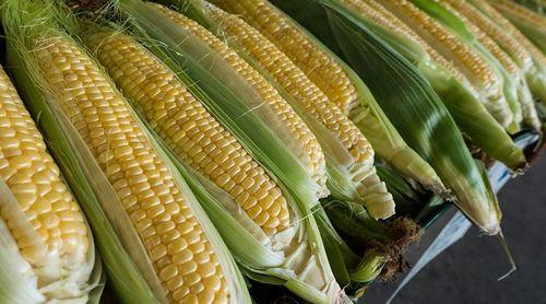 Preços internacionais do milho sobem enquanto trigo, arroz, óleo de soja e açúcar registam queda