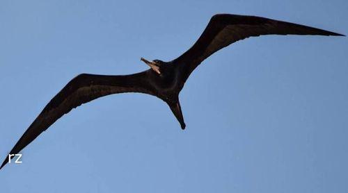 Avistamento da ave fragata na ilha Brava reacende esperança da sua conservação - associação