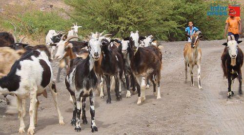 Brava: Criadores das zonas altas alarmados com frequentes ataques de cães vadios aos rebanhos