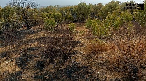 Fogo: Incêndio florestal consome oito hectares entre Miguel Gonçalves e Cabeça do Monte