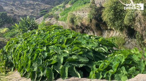 Santo Antão: ICTA destaca experiência de produção do inhame no Tarrafal de Monte Trigo  