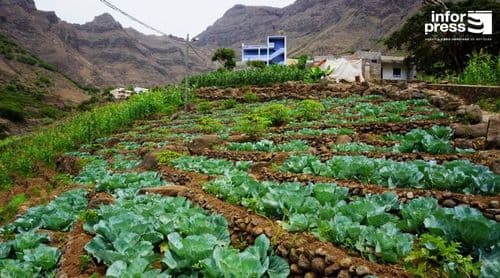 Porto Novo/Martiene: Animais à solta destroem cultura de cenoura perante aflição dos agricultores
