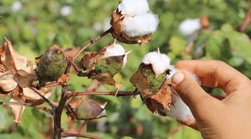 São Vicente: Neve Insular Association presents action plan for new textile sector development project