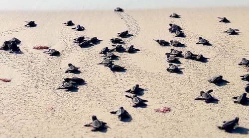 Boa Vista: August marks the peak of the sea turtle season, with more than 33,000 nests recorded and the first hatchlings emerging