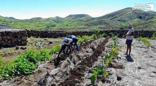 Porto Novo/Planalto Norte: Agricultores animados com faina agrícola apesar da falta de mão de obra e receio de pragas