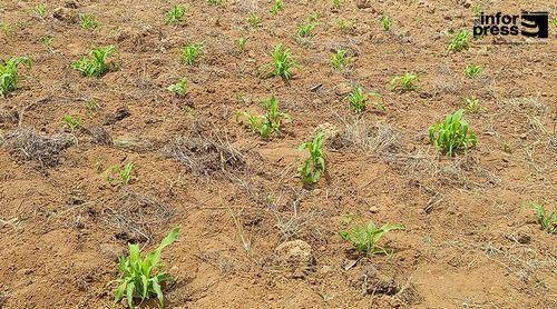 Porto Novo/Ano Agrícola: Agricultores optimistas mas admitem que produção depende de novas precipitações