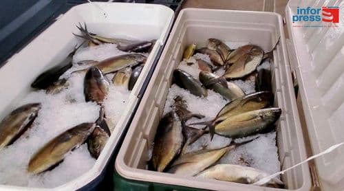 Porto Novo: Associação faz doação de pescado às cantinas escolares de Santo Antão