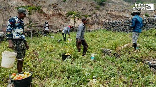 Porto Novo: Projecto CIRAWA destaca boas colheitas de produtos agrícolas em Novembro e Dezembro