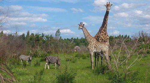Parque Nacional de Maputo elevado a Património Mundial pela Unesco