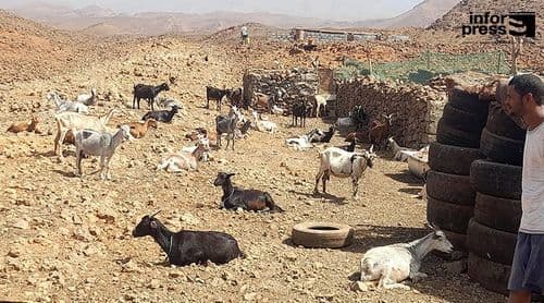 Porto Novo: Criadores de gado denunciam estado de abandono da lixeira municipal