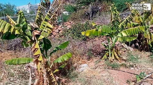 São Nicolau: Situação da água no perímetro agrícola de algodoeiro é bastante preocupante – agricultores