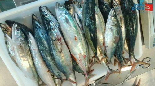 Porto Novo: Obras do centro de processamento do pescado na fase de conclusão
