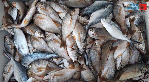 Porto Novo: Edil promete "activação plena" do mercado de peixe inaugurado em 2022
