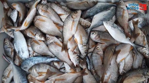 Porto Novo: Associação de pescadores lamenta fraca adesão das peixeiras ao fundo de apoio